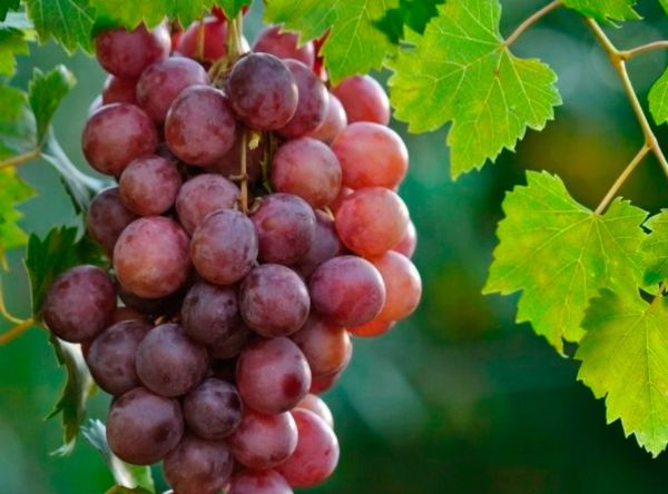 Tipos de uva para vino: guía completa de estilos, sabores y maridajes